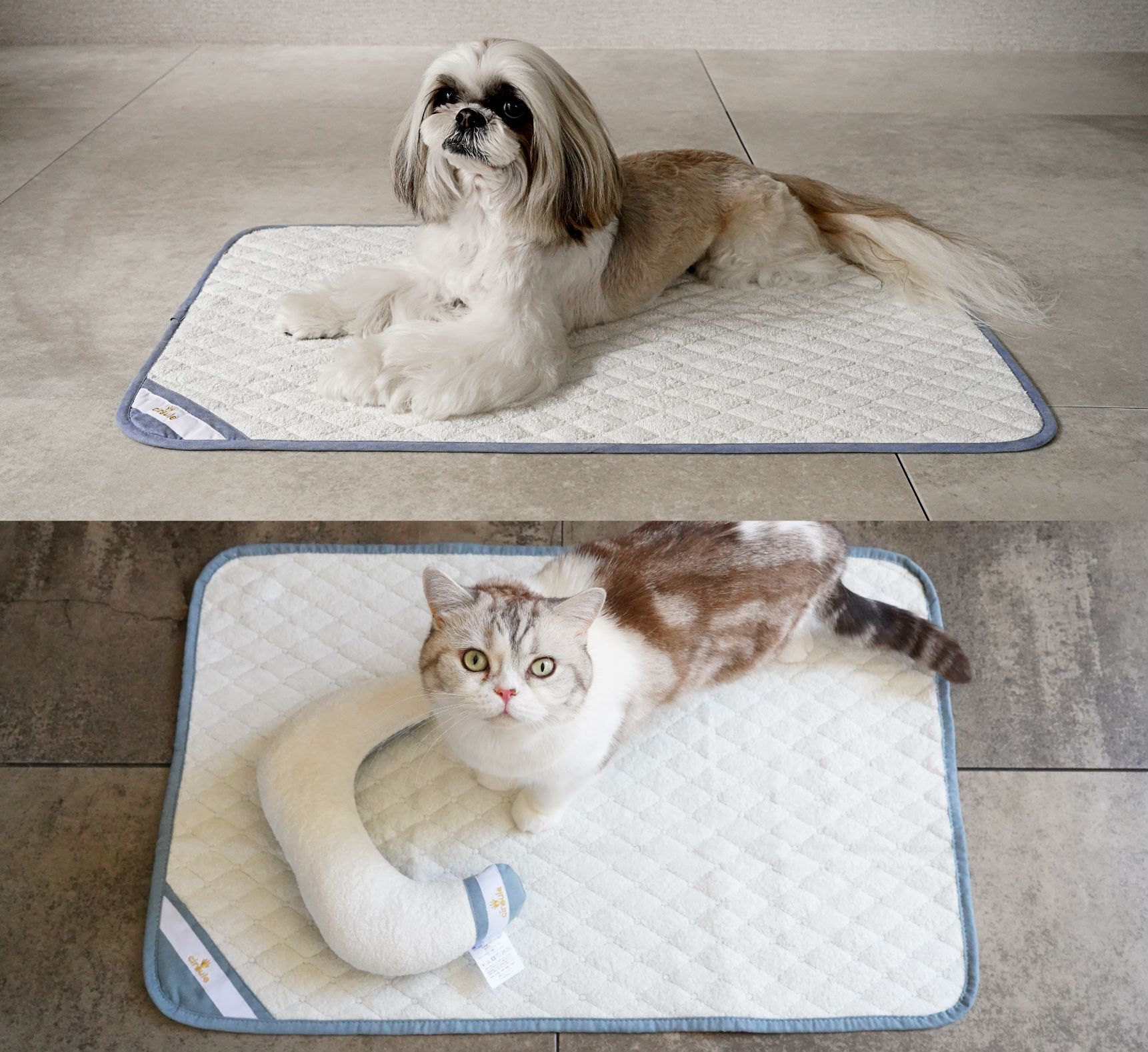 Shih Tzu and cat using circule recovery mat