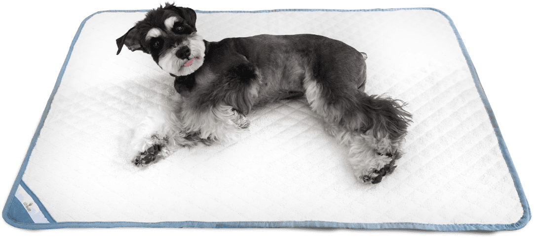 L size usage image - Schnauzer