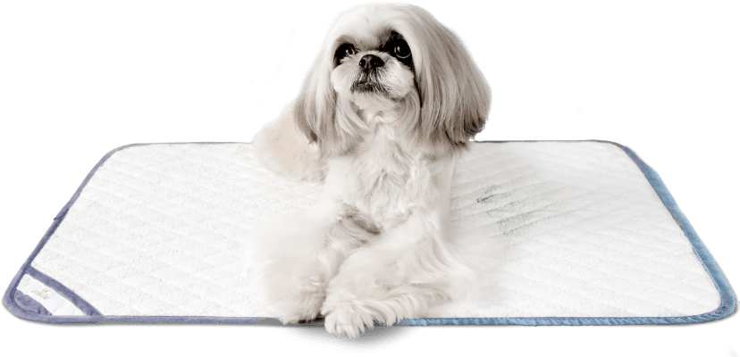 M size usage image - Shih Tzu