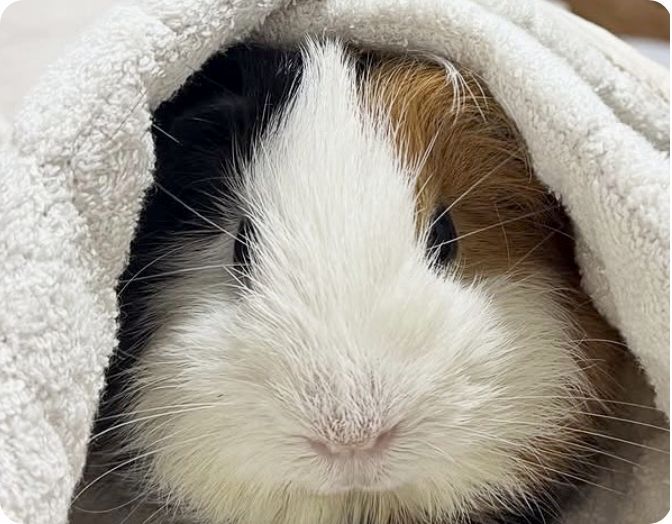 Guinea pig on the recovery mat
